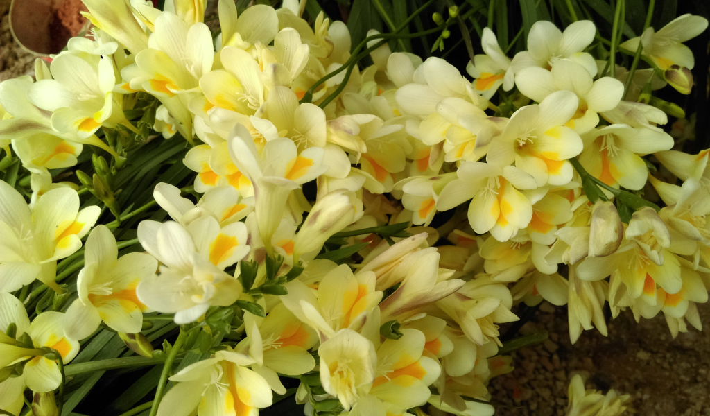 Красивые желтые цветы фрезия крупным планом