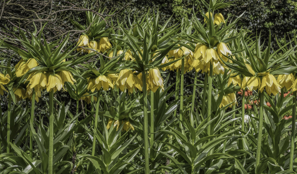 Красивые желтые цветы рябчики 