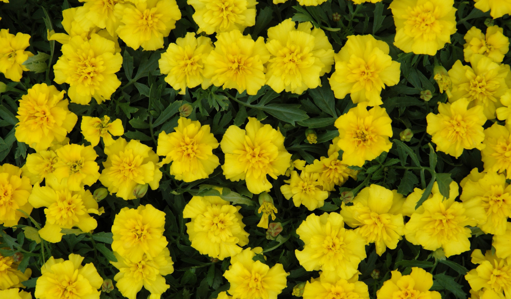 Красивые желтые бархатцы вблизи