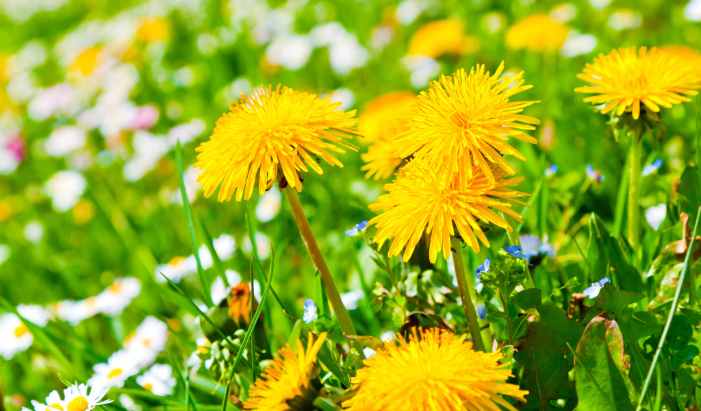 Красивые желтые летние одуванчики с ромашками