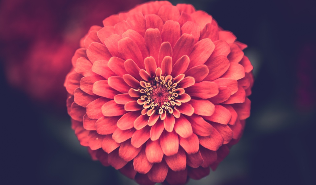 Красивый цветок цинния крупным планом