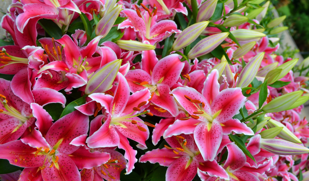 Большой букет красивых розовых лилий  