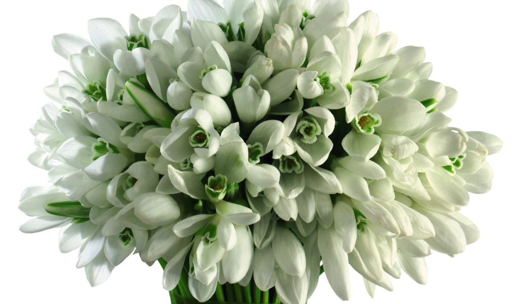 Большой букет подснежников на белом фоне 