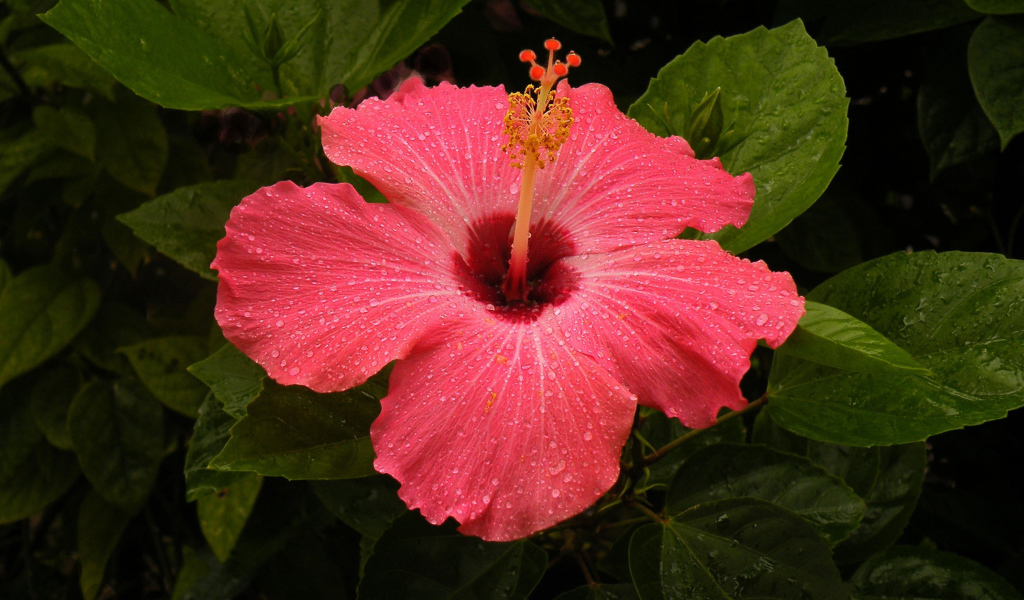 Большой красный цветок  гибискус 