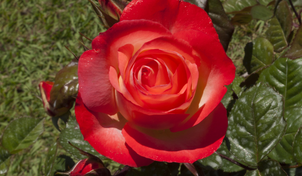 Большая красная роза с зелеными листьями крупным планом