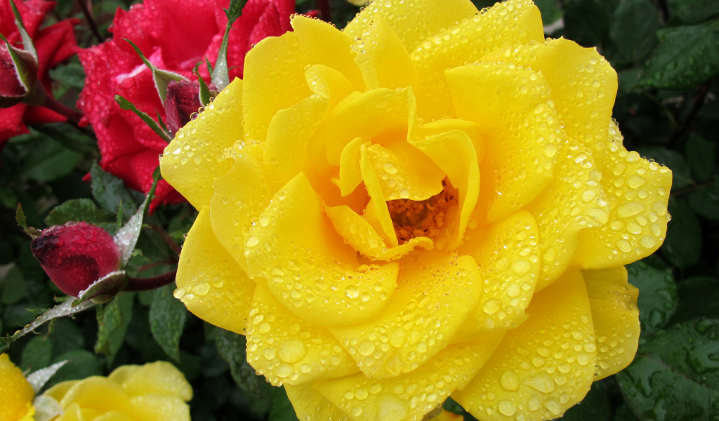 Большая желтая роза в каплях росы крупным планом