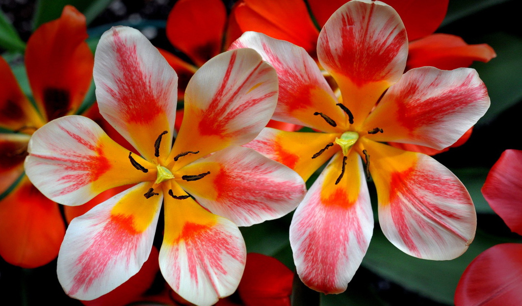 Распустившиеся розовые тюльпаны 