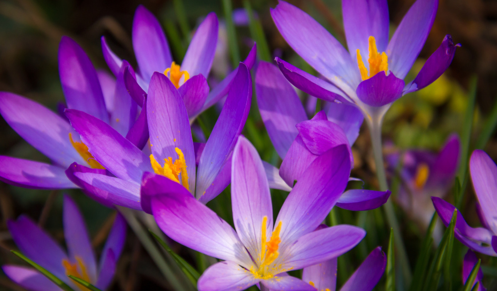 Распустившиеся фиолетовые крокусы крупным планом