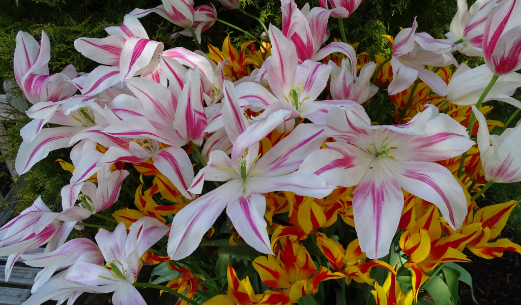 Распустившиеся цветы тюльпаны 