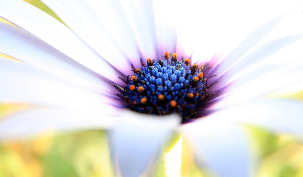 Синяя сердцевина белого цветка 