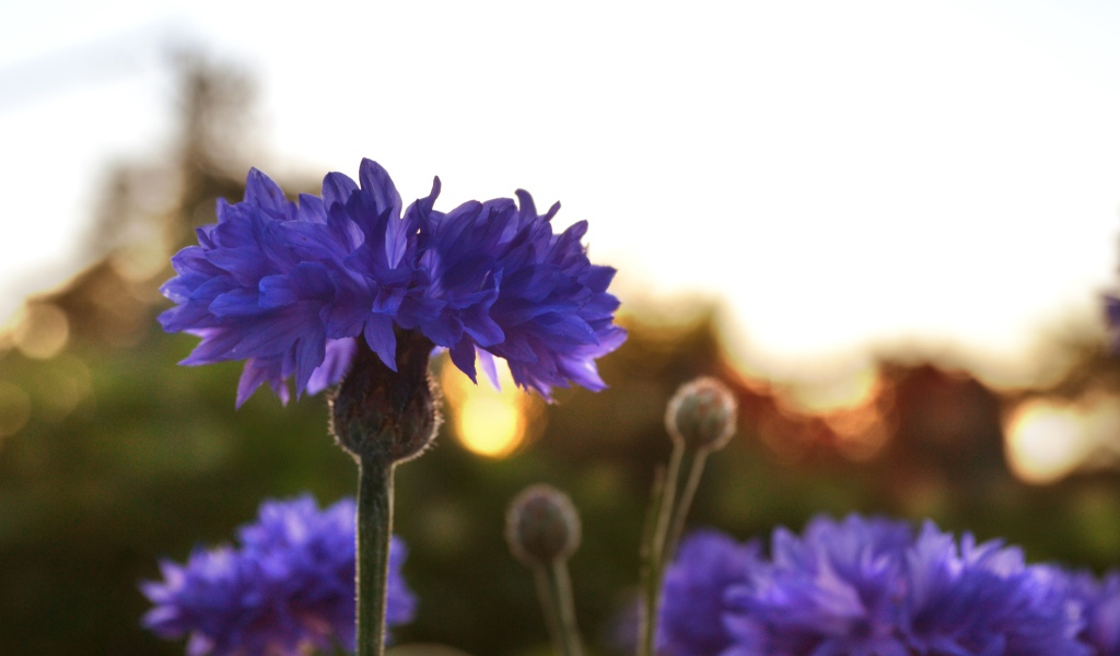 Голубые васильки на рассвете  