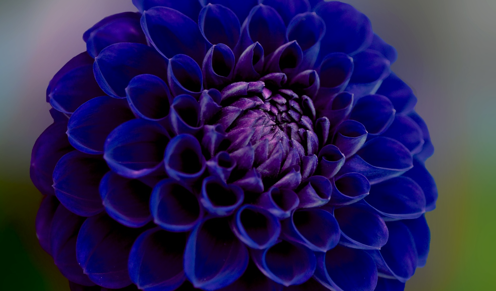 Синяя георгина крупным планом 