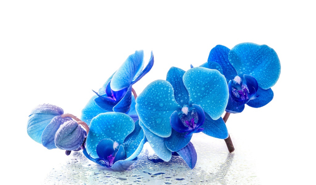 Голубые экзотические орхидеи в каплях воды на белом фоне