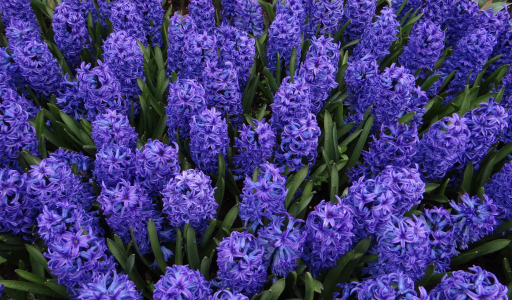 Голубые цветы гиацинты на клумбе крупным планом