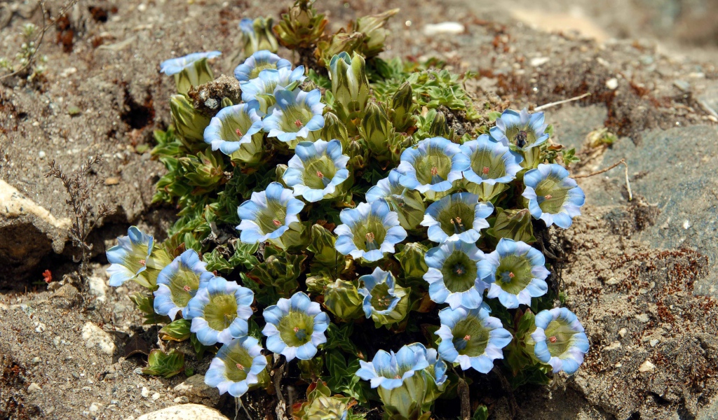 Голубые цветы на камне