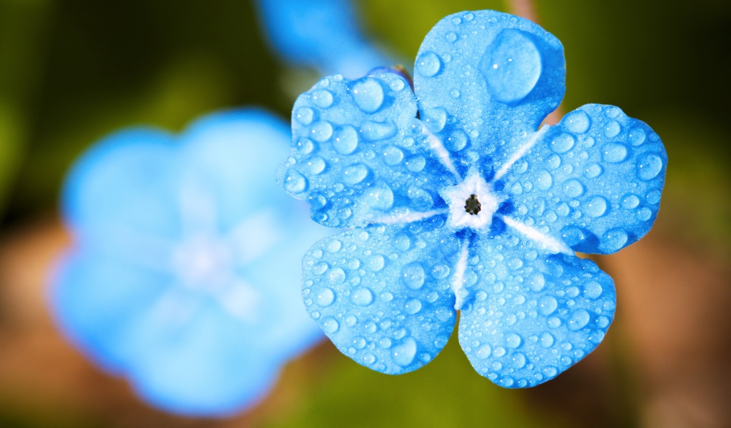 Голубой цветок незабудки в каплях росы крупным планом