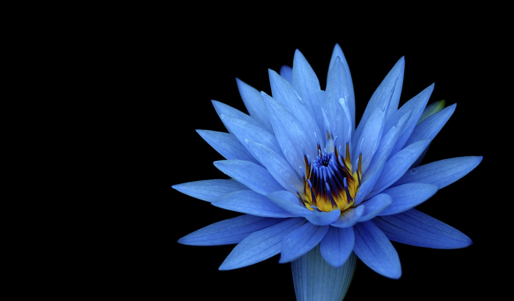 Голубой цветок лотоса на черном фоне 