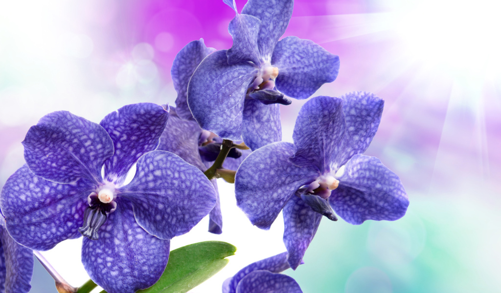 Синие орхидеи с белыми пятнами крупным планом
