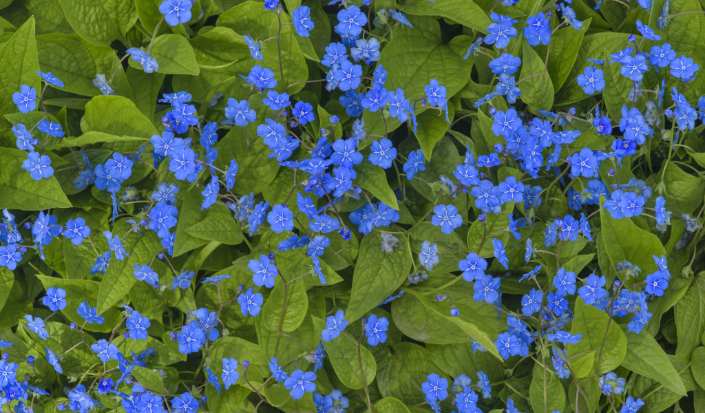 Голубые маленькие цветы незабудки крупным планом