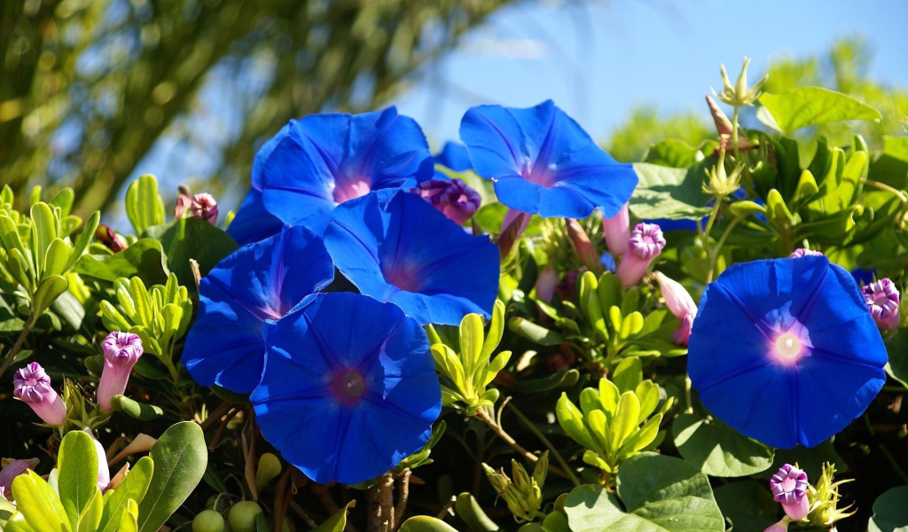 Синие летние цветы Ипомея 