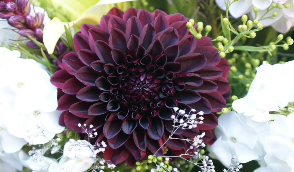 Бордовая георгина с белыми цветами в букете 