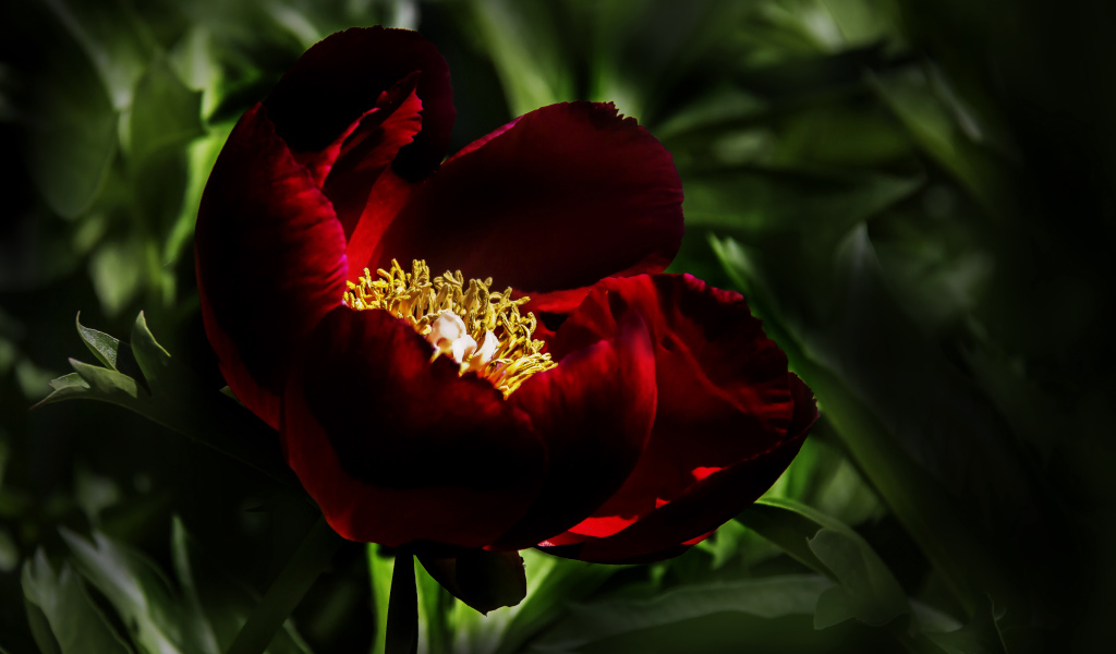 Бордовый красивый пион крупным планом