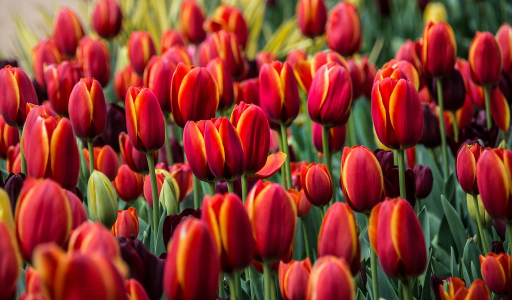 Бордовые красивые цветы тюльпаны 