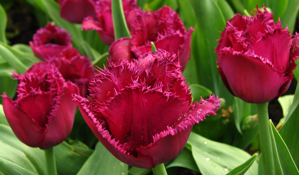 Бордовые тюльпаны на клумбе в каплях воды крупным планом