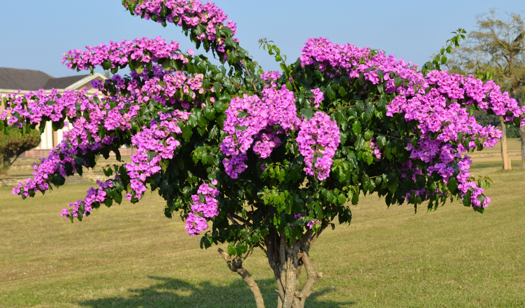 Дерево  Бугенвиллия с красивыми розовыми цветами