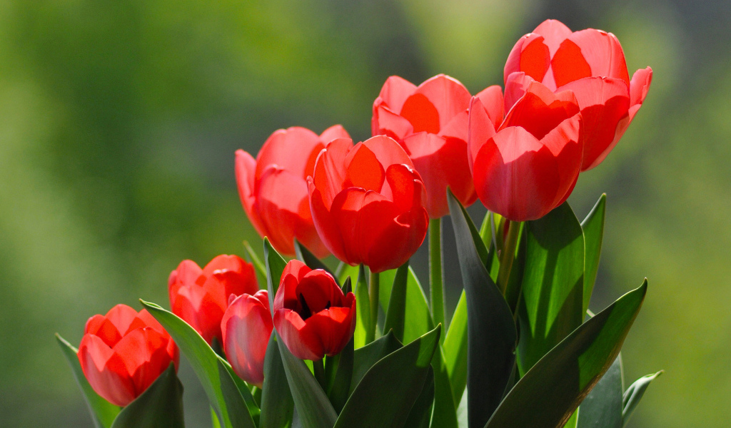 Букет красивых ярких красных тюльпанов