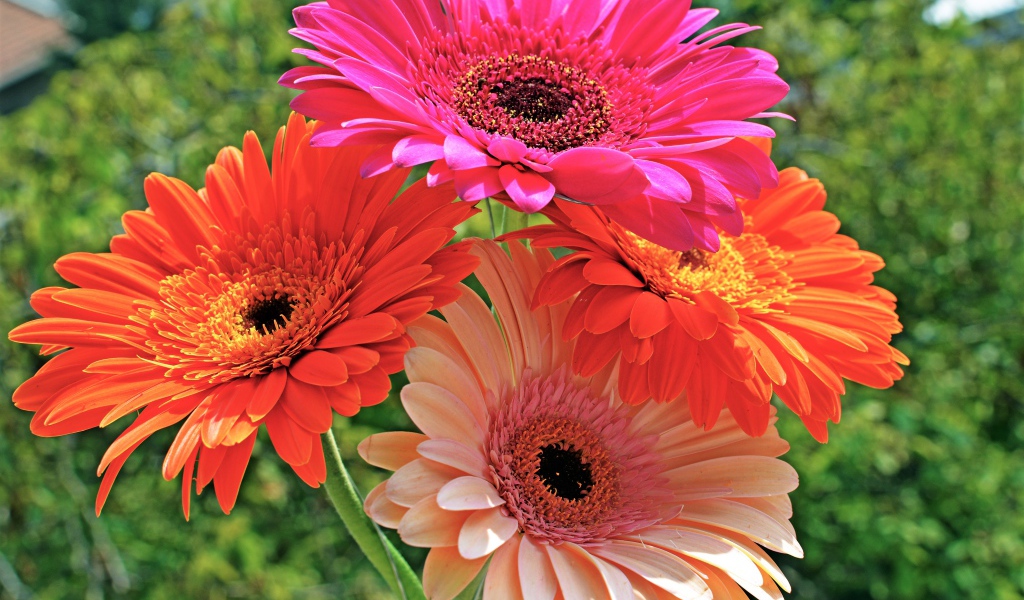 Букет красивых нежных гербер