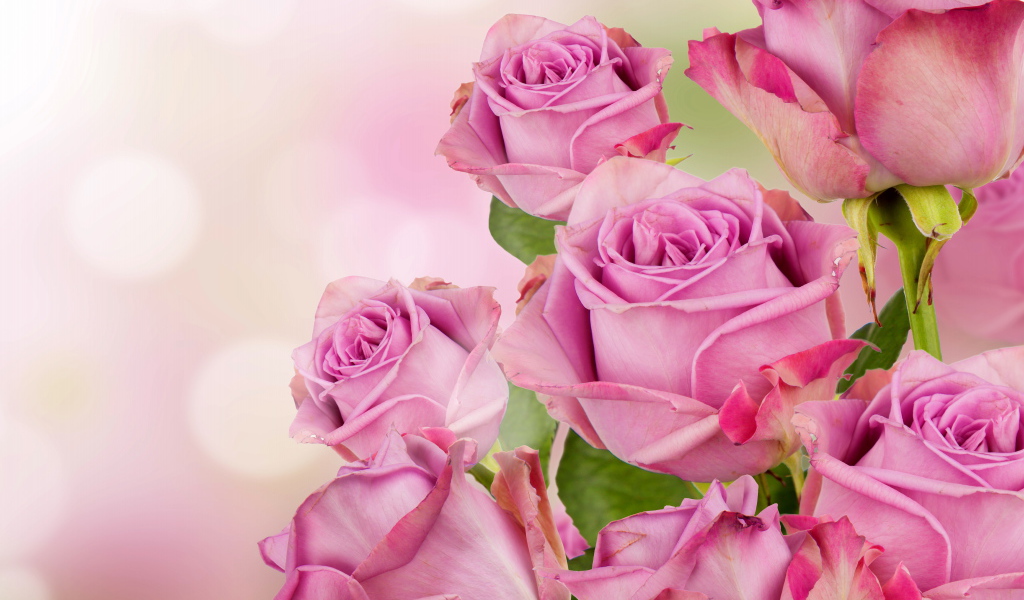 Букет красивых розовых роз 