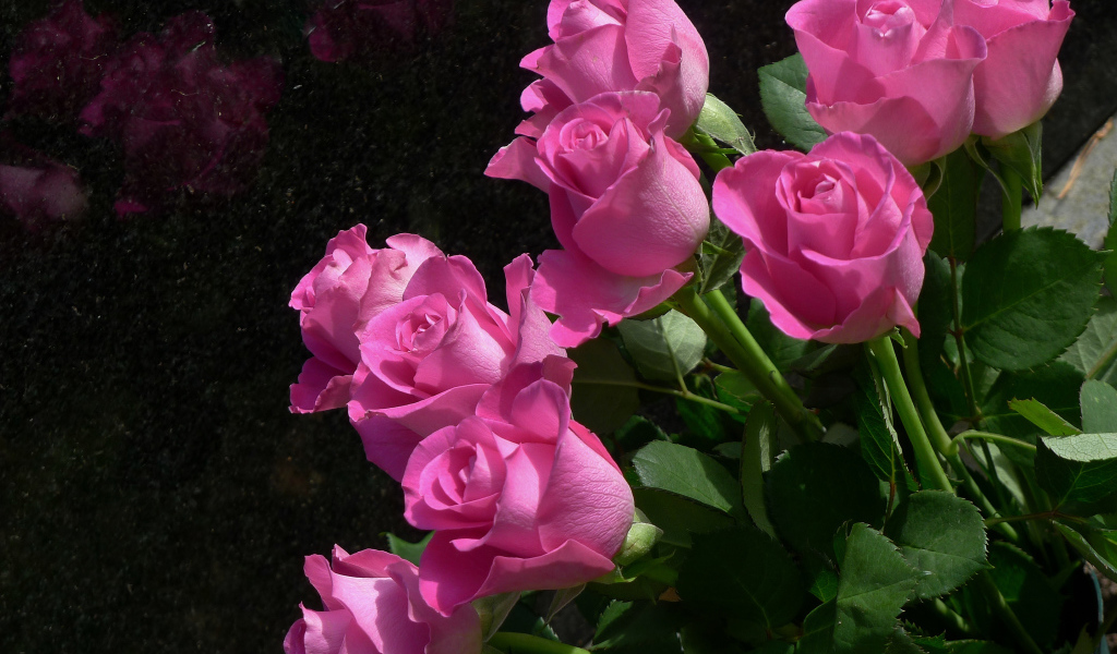 Букет красивых розовых роз крупным планом