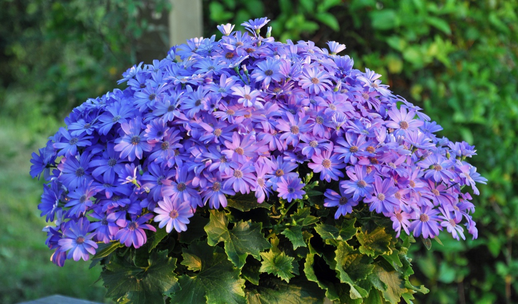 Букет синих красивых цветов 