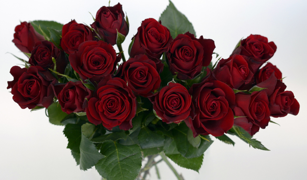 Букет бордовых роз крупным планом на белом фоне 