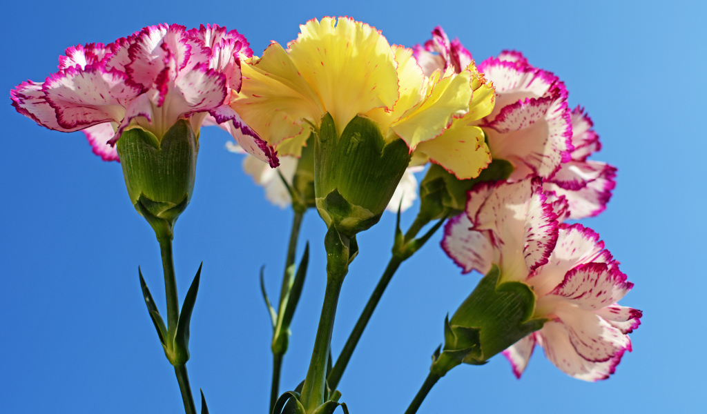 Букет гвоздик на голубом фоне крупным планом