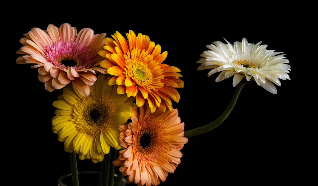 Букет разноцветных гербер в стеклянной вазе 