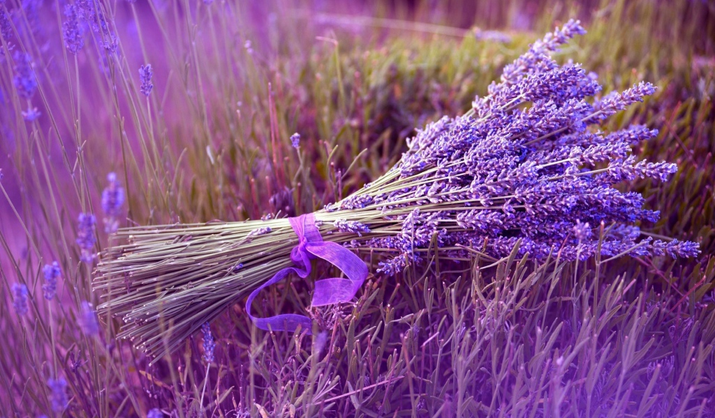 Букет сиреневых цветов лаванды перевязанный лентой