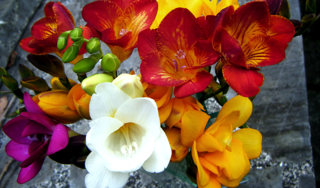 Букет разноцветных цветов фрезия крупным планом