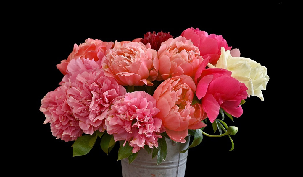 Букет розовых красивых пионов в ведре на черном фоне