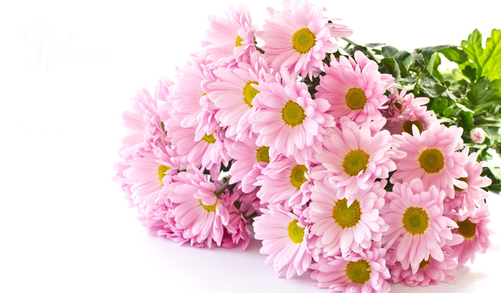 Букет розовых хризантем на белом фоне