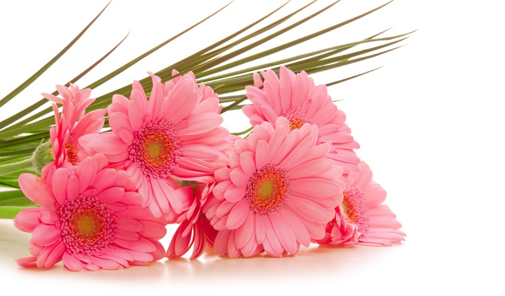 Букет розовых гербер на белом фоне