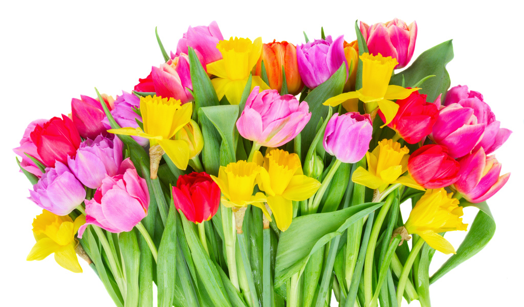 Букет розовых тюльпанов и желтых нарциссов на белом фоне