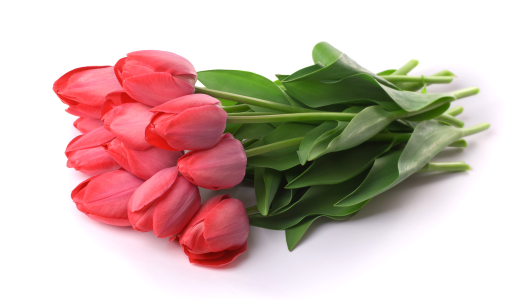 Букет розовых тюльпанов на белом фоне