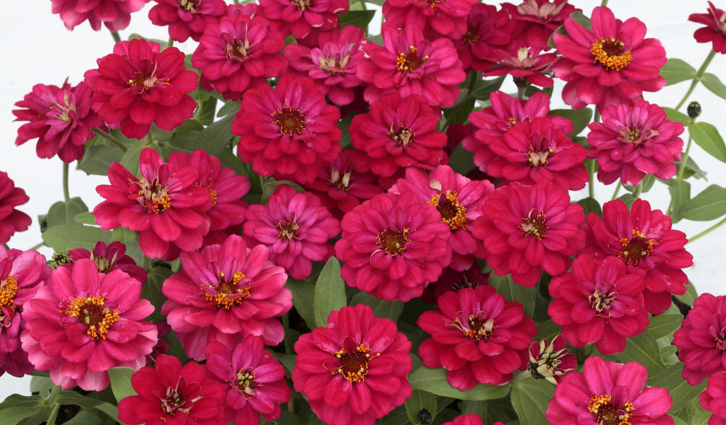 Букет розовых цветов цинния