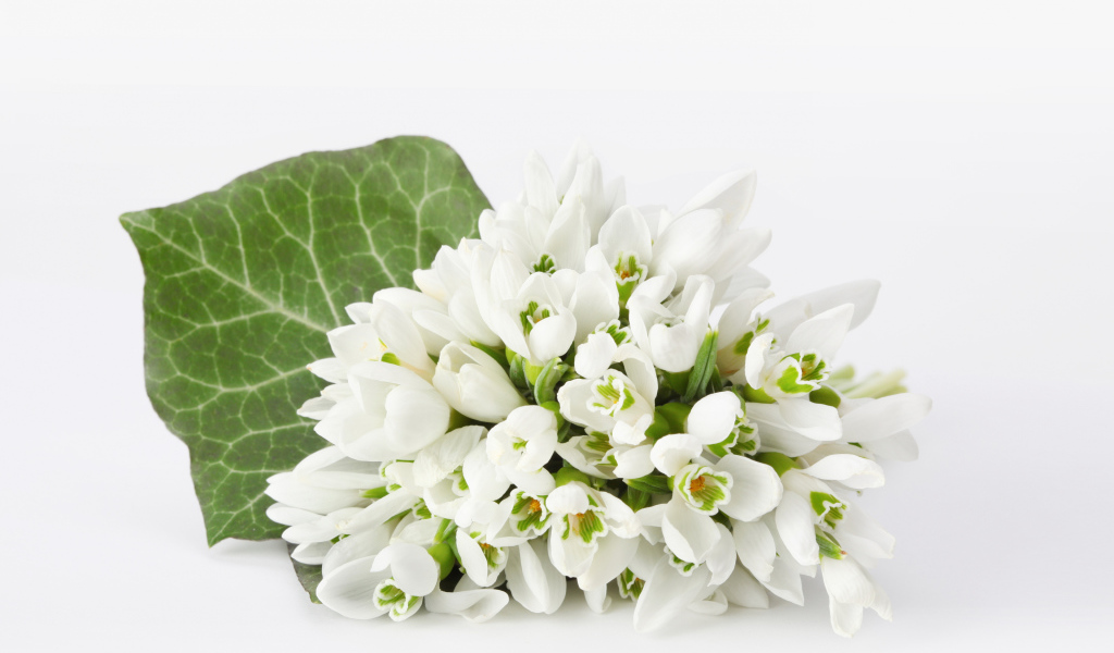 Букет белых подснежников на белом фоне