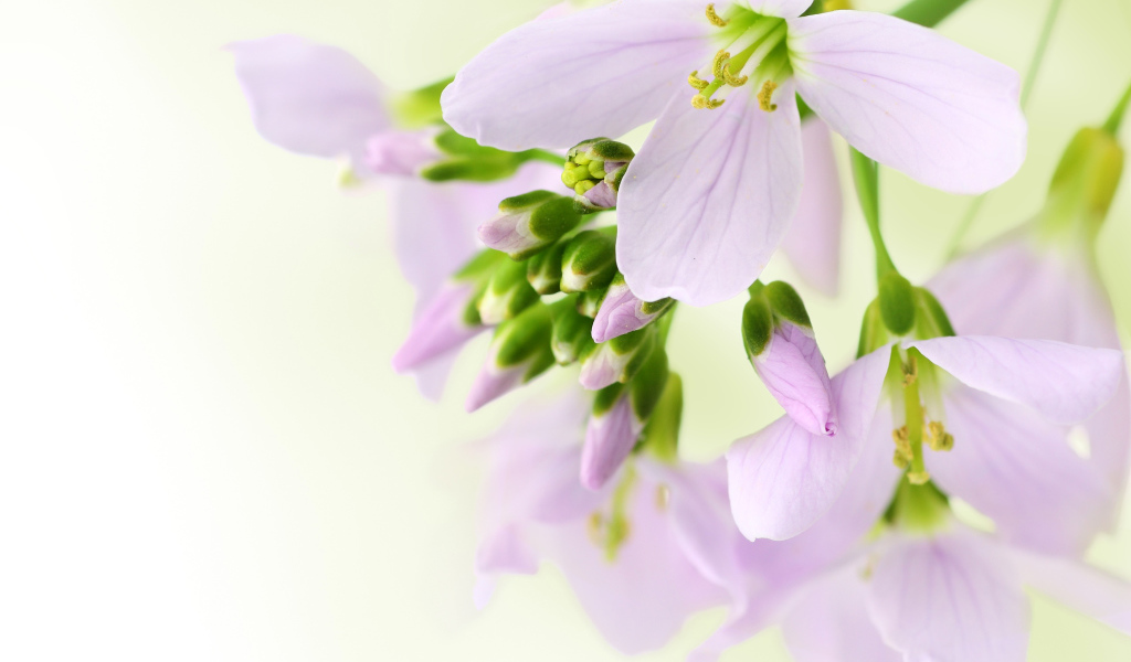 Ветка нежных сиреневых цветов фрезии