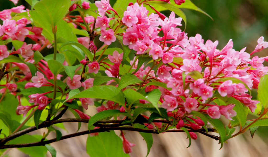 Ветка с нежными розовыми цветами 