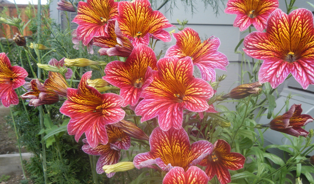 Яркая расцветка цветов сальпиглоссис