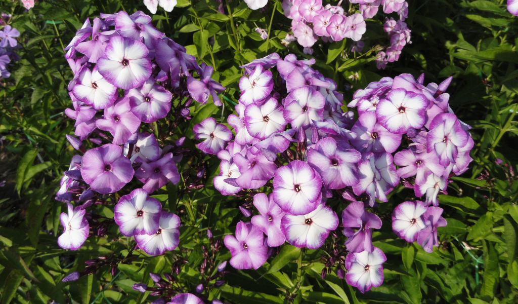 Яркие фиолетово - белые  цветы садовой флоксы